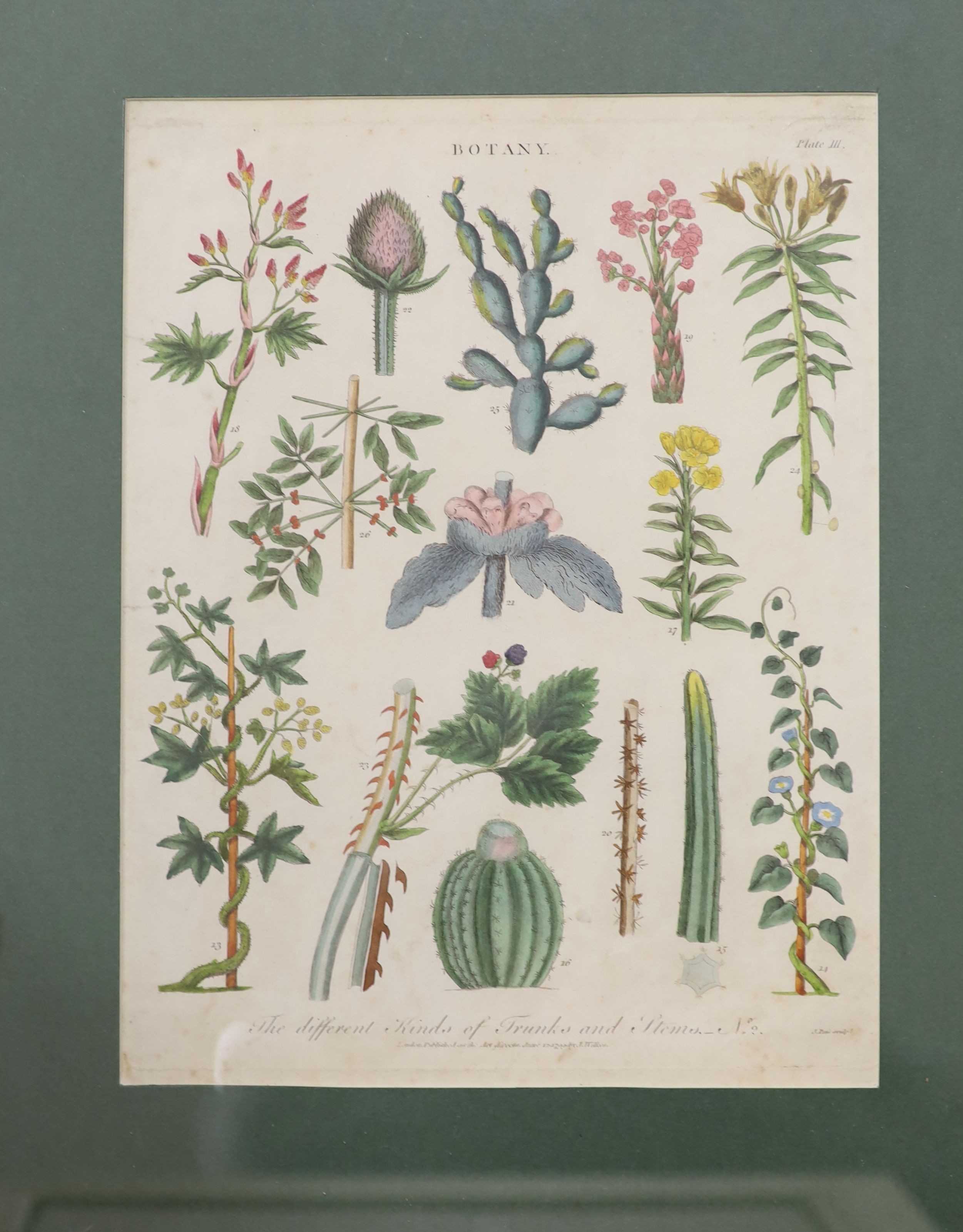A set of eight 19th century hand coloured botanical engravings, 26 x 20cm